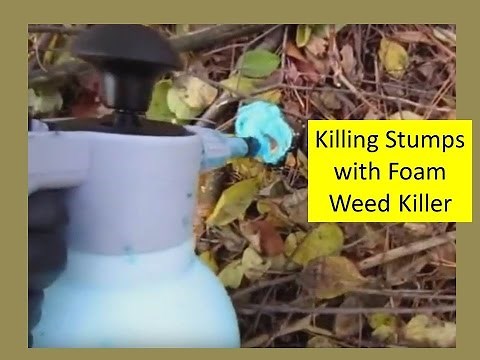 Buckthorn Removal - Clearing Out a Patch of Woody Invasive Trees