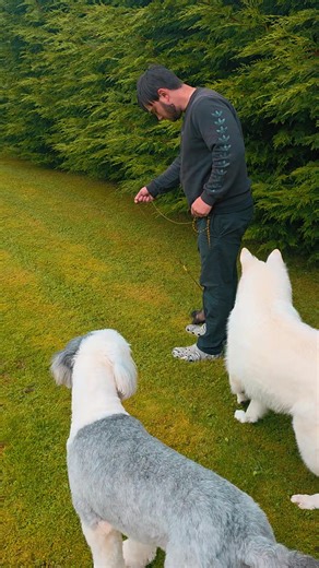 #whiteswissshepherd #oldenglishsheepdog #ferret #dogsoftiktok #walking