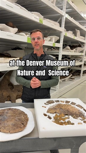 35K views · 781 reactions | A new “mud dragon” has emerged ✨ Museum scientists have identified a brand-new species of ancient snapping turtle — Tavachelydra stevensoni — discovered just 70 miles south of Denver at Corral Bluffs. #FossilFriday https://www.dmns.org/catalyst/winter-2025/museum-scientists-discover-oldest-snapping-turtle-ever-found/ | Denver Museum of Nature & Science | Facebook
