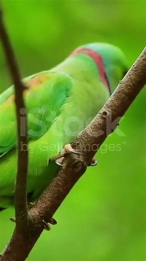 foxy ##parrot #explorepage #vairalvideo #shortvideo #explore #whowillbemylifepartnertপাকি #বাংলাদেশ