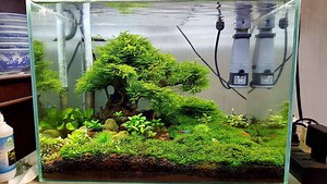 Small Bonsai Driftwood Aquarium Tree | Aquarium Accessories