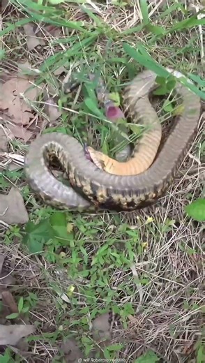 World’s Most Terrifying Snake! 🐍; Factcorex