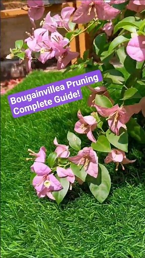 Bougainvillea Pruning Complete Guide!