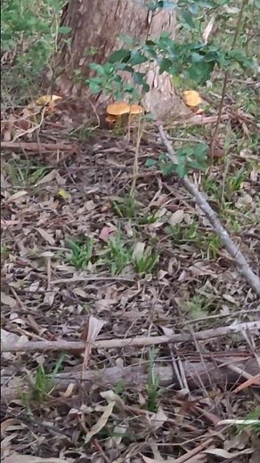 Hongos de eucalipto, (gymnopilus junonius) #hongos