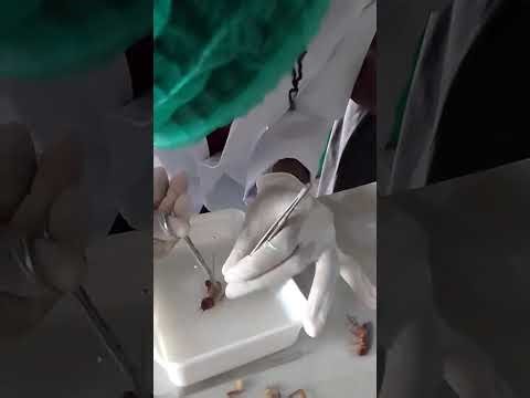Dissecting a Cockroach