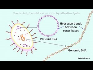 Plasmid extraction by alkaline lysis