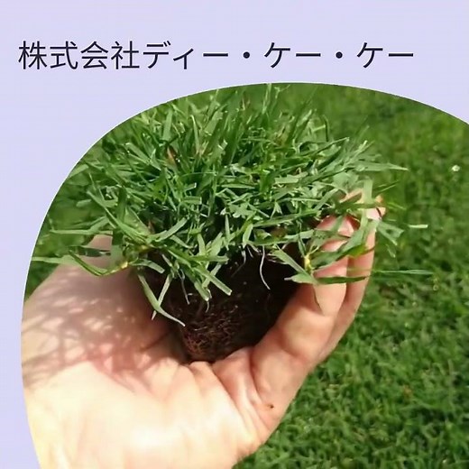 ティフトン芝ポット苗の自社生産・販売。 芝の苗を50cm間隔で植えると、わずか2～3か月で芝のお庭が完成！ 強靭な芝ですのでドッグランやキャンプ場も最適。簡単・安価・ご自身で芝生化が可能な魔法の芝！