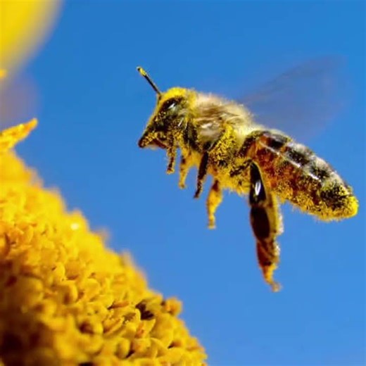 meeting the spy in your fever dreams