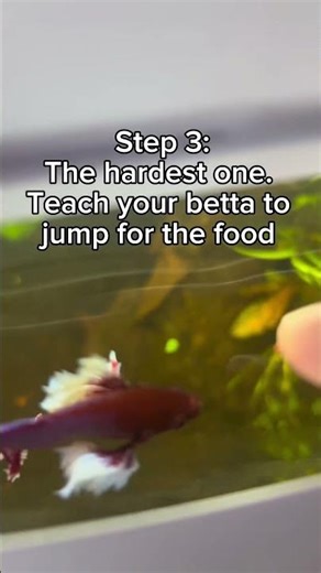How to teach your betta to jump🐠 #betta #bettafish #traning #tricks #feeding #aquarium #cute #jump
