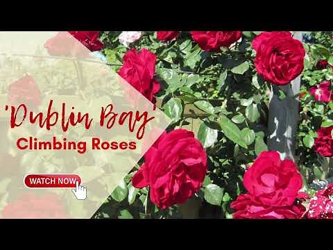 'Dublin Bay' Rose | Climbing Roses | TinyLeaf