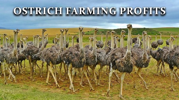 The Invisible Secrets of Profitable Ostrich Farming