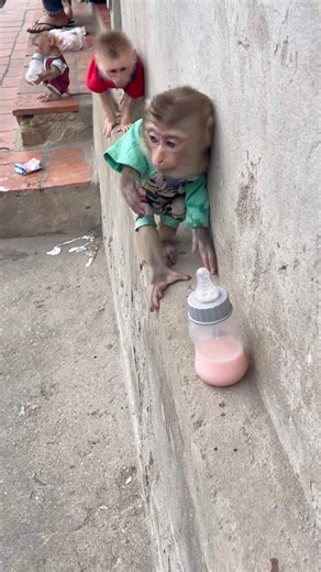 You take the baby bottle first, Chico the monkey.
