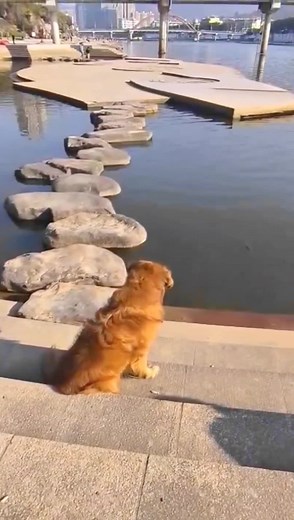 Golden Retriever Fishing - Amazing Dog Catches Fish