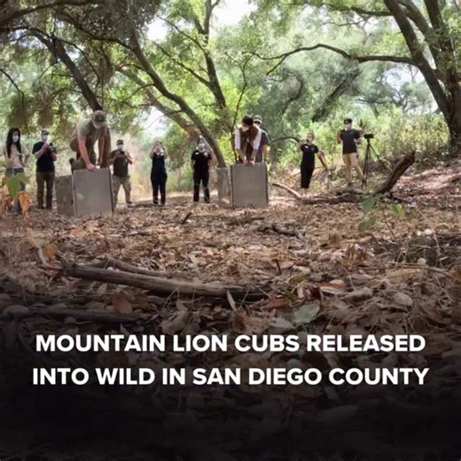 8.6K views · 278 reactions | Two orphaned mountain lion cubs that arrived at the San Diego Humane Society’s Ramona Wildlife Center in March have been released back into the wild. The pair was released into a suitable habitat in San Diego County on Sept. 18, following more than five months of rehabilitation aimed at minimizing human interaction and preparing them to live independently, @ashleyoungseo reports. Tap the link in bio for the full story. | CBS 8 San Diego | Facebook
