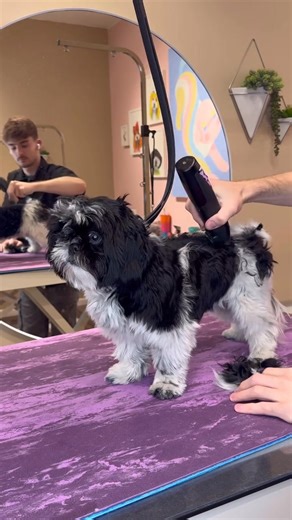 2.2K views · 77 reactions | Customizing this shihtzu  . #dogs #shihtzu #doggrooming #dogsbylogan #funnydogs | Dogs by Logan | Facebook