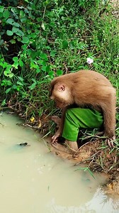 3M views · 25K reactions | The most stunning monkey in the history of the world is SokYaa | Amazing TV | Facebook