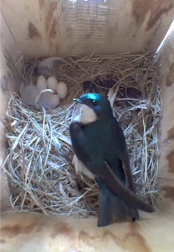 Tree Swallows: Nesting Behaviors and Feather Use