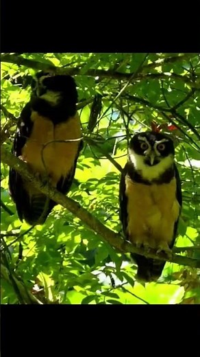 Rare sighting! Two Spectacled Owls relaxing