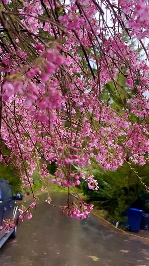 #khojkar #patyens #bellevue #spring | Carla Yen