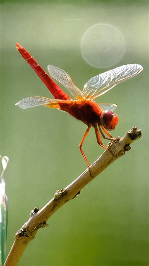 The Red Dragonfly Getting Ready to Hunt #nature #wildlife #bug #dragonfly #red #dragon #fly HA05891 | HAWI Studios