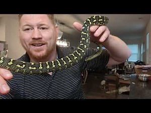 Working with a finicky, defensive yet Beautiful Jungle Carpet Python