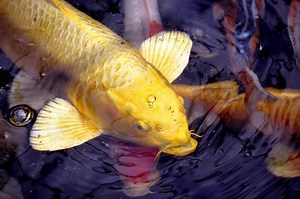 Factors Influencing Koi Fish Metabolism and Diet as found on Next Day Koi