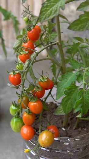 2.5K views · 30 reactions | How I Grow Tomatoes at Home in Bottles I tried growing tomatoes in simple plastic bottles—and it worked amazingly well. Easy setup, zero mess, and perfect for small spaces. Anyone can do this at home with almost no cost. #gardeningtips #tomatoes #growyourown #homegarden #gardenhacks #backyardgarden #urbangardening | H&H Balcony & Garden | Facebook