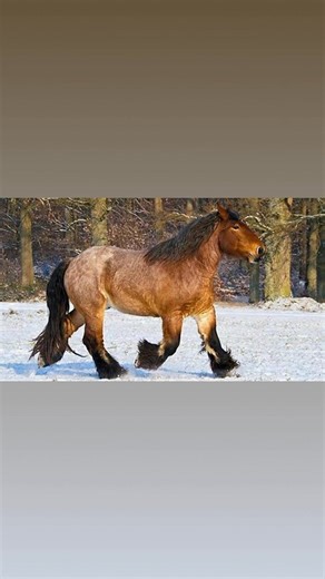 The Ardennes (Ardennais) is believed to be the direct descendant of the Solutrian Horse: a prehistoric, snub-nosed horse that lived over 50,000 years ago whose skeletal remains were discovered at Solutre, southeast France. Evidence suggests that the Solutrian horse stood at about 15h, as does the smaller type of Ardennes. These horses roamed in a cold, mountainous region and they evolved to be surefooted and tough. Prior to the 19th century, the breed was not as massive and thickset as it is tod