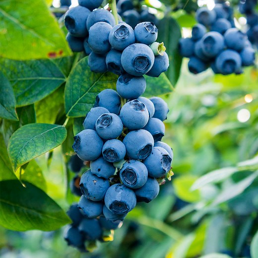Blueberry Bushes for Sale | FastGrowingTrees.com