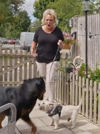 You’ll never guess what stunned Graeme in this case... #DogTrainingTips #FunnyDog #dogsbehavingverybadly