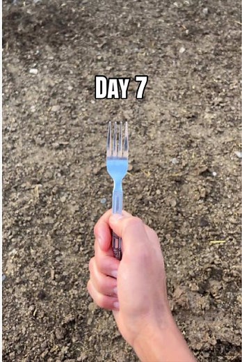 Day 7. Help me pls #spoon #secretbunker #day1 #challenge #fork | fork and spoon
