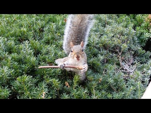 Squirrels' reactions to apple sticks