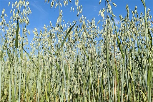 Albert Lea Oat Mill Brings New Market To Minnesota Farmers