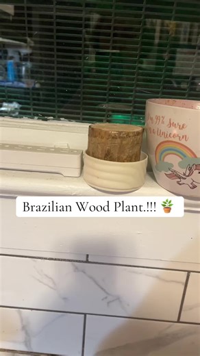 Discover the Brazilian Wood Plant: A Must-Have for Plant Lovers