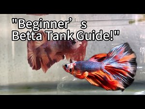 How to Care for Betta Fish: The Ultimate Beginner’s Guide (Tank, Food, and Routine)