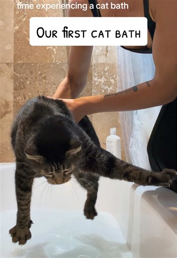 Giving My Cat a Bath: Overcoming Fear and Resistance