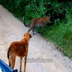 96K views · 448 reactions | Tiger attacked the dog but was scared by the dog. #Animal | Happy | Facebook