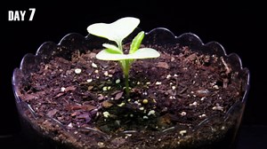Growing white radish from seed to harvest (35-day time lapse)