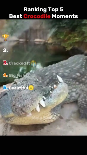 Ranking The Funniest Crocodile Moments