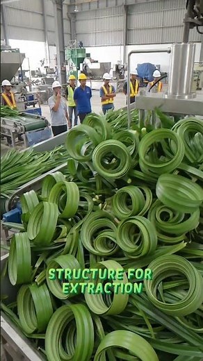 The Pandan Harvest: Extracting Southeast Asia’s Sweet Green Essence 🌿