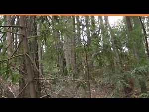 Bigfoot Filmed Knocking Down a Tree ...? (ThinkerThunker)