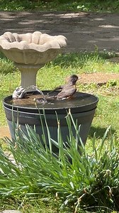 American Robin | Bird Feeder Hub