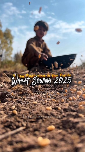 9K views · 413 reactions | A new beginning in the fields | wheat  sowing 2025 #wheat #autumnvibes #Kurram #Parachinar #iphoneonly #fbreels2025ツ #viralreelsシ #viralchallenge #agriculturelife | Hello Parachinar | Facebook
