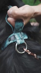 Jakie szelki dla psa❓🐕 Z kodem: SZELECZKI -10% na wszystkie szelki 🔥 https://tatardog.pl/ ✅ | TATAR DOG - Krzysztof Tatar