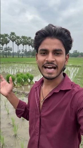 "हेलो गाइज! हमरे यहाँ धान रोपाई हो रहल बा। #dhn #dhage #dhcd #hjd #dhcd #teamdh #dhe #dhu #dhst