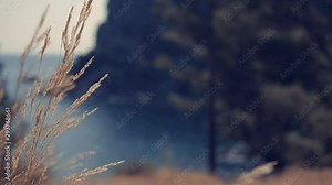 Grass Sway On Wind At Mediterranean Coast.Mediterranean Flora Near Mountain Seashore.Wild Grass Sway Beautiful Mediterranean Coast In Aegian Dodecanese Mugla Region.Deserted Turkey Beach In Sea Harbor