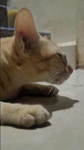 Try Not to Cry! Super Sad Cats of 2025 💔🐱 #moewmoewsad #sadcats #sad