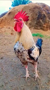 aseel murga ayam suara berkokok kluruk panjang #aseel​ #murga​ #gallinas​ #gallo​ #ayam​ #chicken​ #rooster​ #village | Wild BIRDS