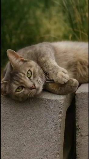 Why Cats Are Obsessed with Concrete. And It Totally Makes Sense!