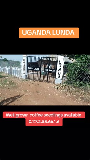 Discover High-Quality Robusta Coffee Seedlings in Uganda